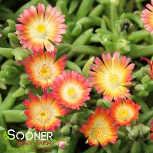 JEWEL OF DESERT RUBY ICE PLANT