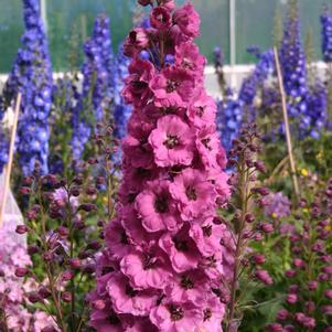 NEW MILLENNIUM™ PINK PUNCH DELPHINIUM