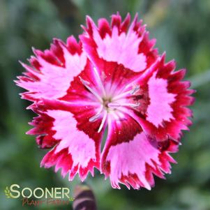 CRANBERRY ICE DIANTHUS