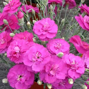 SHOOTING STAR DIANTHUS