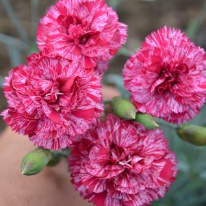 COSMIC™ RED SWIRL DIANTHUS