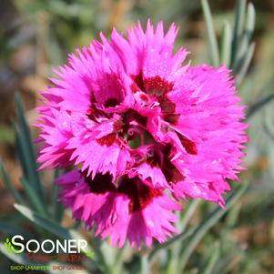 FRUIT PUNCH® SPIKED PUNCH DIANTHUS