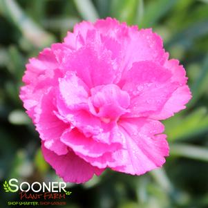 PRETTY POPPERS™ DOUBLE BUBBLE DIANTHUS