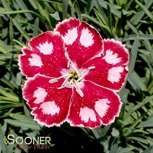 SPANGLED STAR DIANTHUS