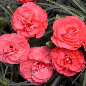 ROSY CHEEKS DIANTHUS