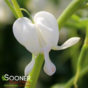 WHITE BLEEDING HEART