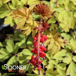 RUBY GOLD BLEEDING HEART