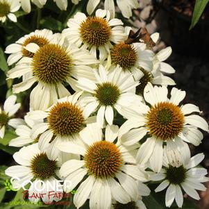 AVALANCHE CONEFLOWER