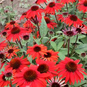 SOMBRERO® SANGRITA CONEFLOWER