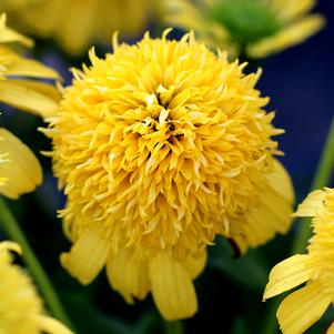 SUNNY DAYS™ LEMON CONEFLOWER