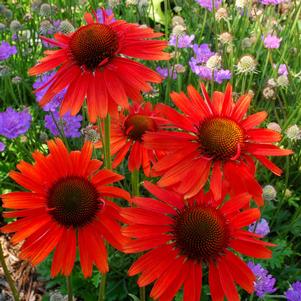 HOT LAVA CONEFLOWER