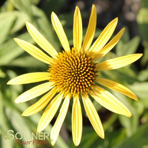 MAUI SUNSHINE CONEFLOWER