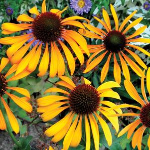 PHOENIX CONEFLOWER