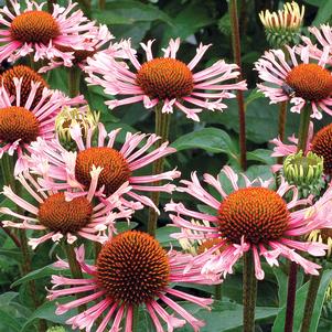 QUILLS AND THRILLS CONEFLOWER