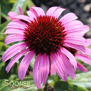 SATIN NIGHTS CONEFLOWER