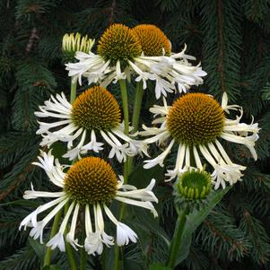 FERRIS WHEEL CONEFLOWER