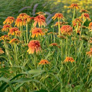 MARMALADE ORANGE CONEFLOWER