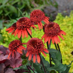 CINNAMON CUPCAKE™ CONEFLOWER