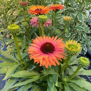 SUNSEEKERS® RAINBOW CONEFLOWER