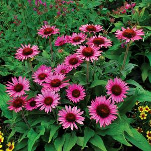 PRAIRIE PIXIES™ LILLIPUT CONEFLOWER