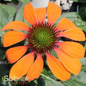COLOR CODED® ORANGE YOU AWESOME CONEFLOWER