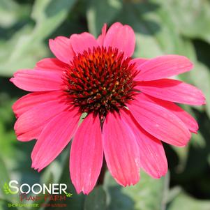 EYE-CATCHER™ CORAL CRAZE CONEFLOWER