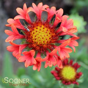 FANFARE BLAZE BLANKET FLOWER