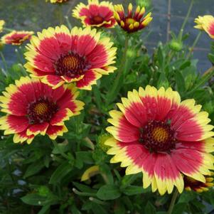 SUNSET CUTIE BLANKET FLOWER