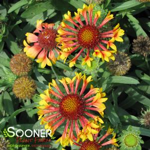 FANFARE BLANKET FLOWER