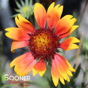 KOBOLD BLANKET FLOWER