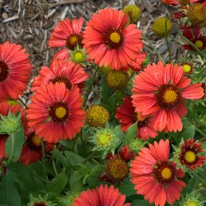 BURGUNDY BLANKET FLOWER