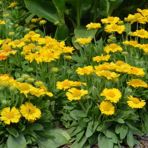 MESA™ YELLOW BLANKET FLOWER