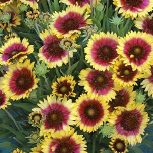 SUNSET SNAPPY BLANKET FLOWER