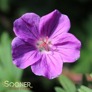 TINY MONSTER CRANESBILL GERANIUM