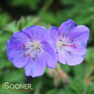 BROOKSIDE CRANESBILL GERANIUM