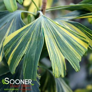 FAN DANCER VARIEGATED GINKGO