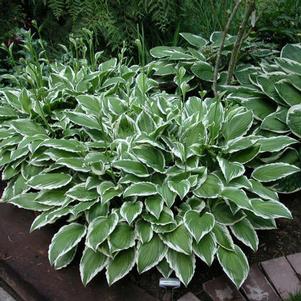 CRAIG GINKGO HOSTA