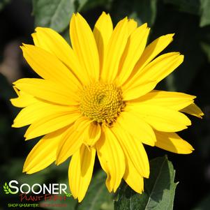 TUSCAN GOLD™ FALSE SUNFLOWER