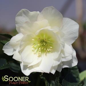 SPARKLING DIAMOND WINTER JEWELS™ LENTEN ROSE