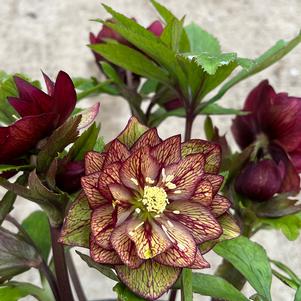 WEDDING PARTY® CHILDHOOD SWEETHEART LENTEN ROSE