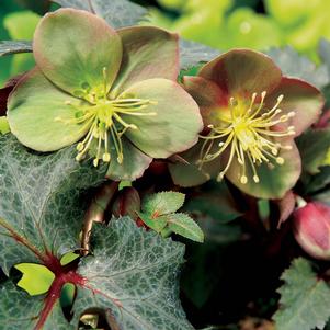 HOT FLASH LENTEN ROSE