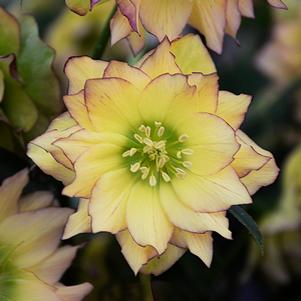 WEDDING PARTY® FIRST DANCE LENTEN ROSE