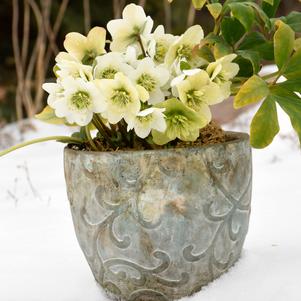 SNOWBELLS LENTEN ROSE