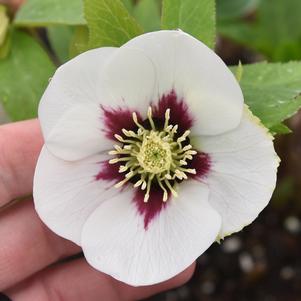 HONEYMOON® SWISS ALPS LENTEN ROSE