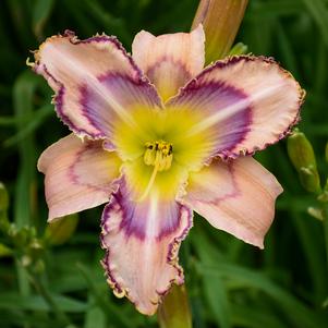 HANDWRITING ON THE WALL DAYLILY