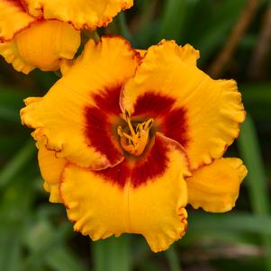 POOH BEAR DAYLILY