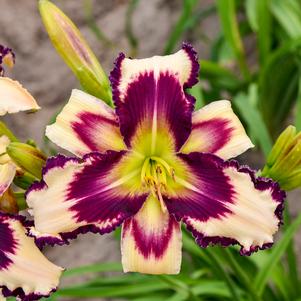 INSCRIBED ON MY HEART DAYLILY