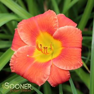 CARIBBEAN CORAL™ KOKOMO™ DAYLILY