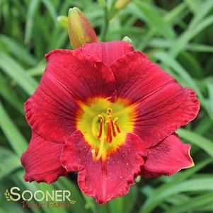 RUBY SENTINEL DAYLILY