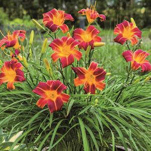 EVERYDAYLILY® RED RIBS DAYLILY